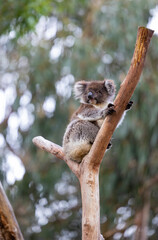 Naklejka na ściany i meble Koala sitting in a tree at the Cleland Conservation Park near Adelaide in South Australia