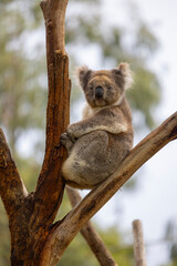 Koala sitting in a tree at the Cleland Conservation Park near Adelaide in South Australia