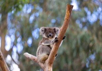 Keuken foto achterwand Koala sitting in a tree at the Cleland Conservation Park near Adelaide in South Australia © hyserb