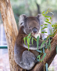 Koala sitting in a tree at the Cleland Conservation Park near Adelaide in South Australia