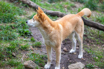 Dingo waiting to be fed at a wildlife conservation park near Adelaide, South Australia 