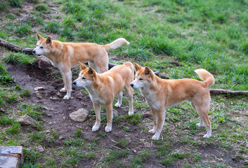Pack of dingoes waiting to be fed at a wildlife conservation park near Adelaide, South Australia 