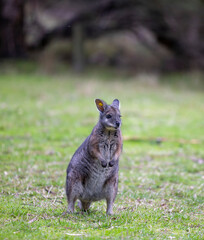 A tammar wallaby at a wildlife conservation park near Adelaide, South Australia