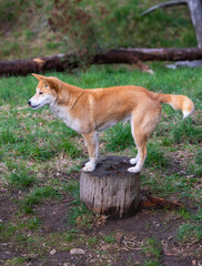 Dingo waiting to be fed at a wildlife conservation park near Adelaide, South Australia 