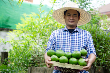 Portrait of Asian man gardener holds basket of green avocado fruits in garden. Concept : organic agriculture occupation lifestyle. Happy farmer. Sustainable living, grows crops for eating or selling. 