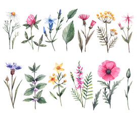 Botanical set of wild flowers painted in watercolor. Hand-drawn cornflowers, daisies, poppies, medunica, mint and other wildflowers. Botanical illustration for invitations, cards and other purposes.
