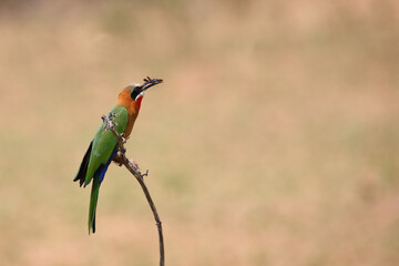 Weißstirnspint / White-fronted bee-eater / Merops bullockoides