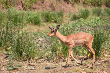 Schwarzfersenantilope / Impala / Aepyceros melampus.