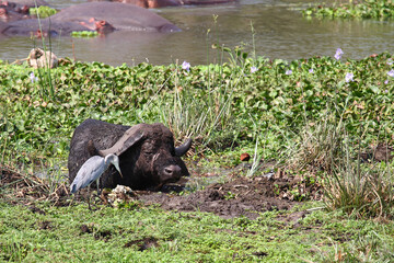 Kaffernbüffel und Afrikanischer Graureiher / African buffalo and Grey heron / Syncerus caffer et...