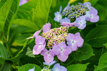 雨上がりに鮮やかな紫陽花の花
