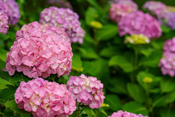 雨上がりに鮮やかな紫陽花の花