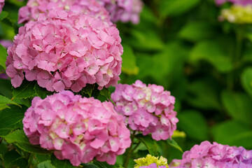 雨上がりに鮮やかな紫陽花の花