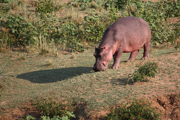 Flußpferd / Hippopotamus / Hippopotamus amphibius
