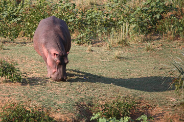 Flußpferd / Hippopotamus / Hippopotamus amphibius
