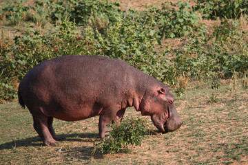 Fototapeta na wymiar Flußpferd / Hippopotamus / Hippopotamus amphibius