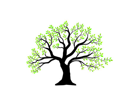 oak tree vector illustrations isolated on white