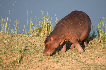 Flußpferd / Hippopotamus / Hippopotamus amphibius