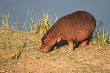 Flußpferd / Hippopotamus / Hippopotamus amphibius