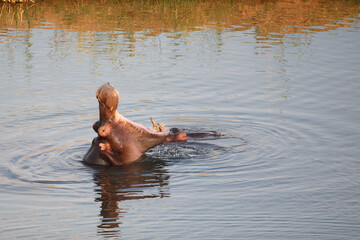 Fototapeta premium Flußpferd / Hippopotamus / Hippopotamus amphibius..