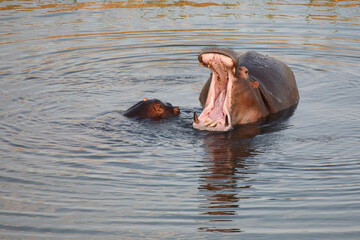Flußpferd / Hippopotamus / Hippopotamus amphibius.....