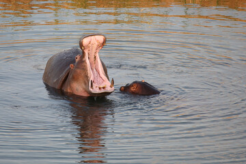 Fototapeta premium Flußpferd / Hippopotamus / Hippopotamus amphibius.....