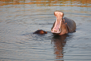 Flußpferd / Hippopotamus / Hippopotamus amphibius.....