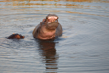 Flußpferd / Hippopotamus / Hippopotamus amphibius...