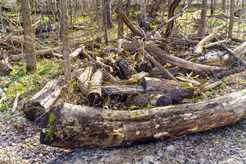 Trees in the forest sawn abandoned on felling