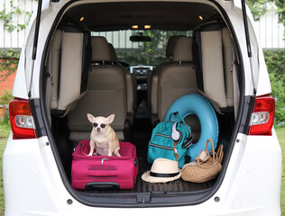 brown short hair chihuahua dog wearing sunglasses,  sitting  with travel accessories in car trunk....