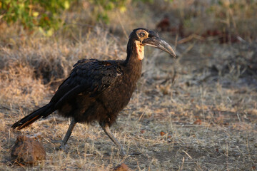 Kaffernhornrabe / Southern ground hornbill / Bucorvus leadbeateri. © Ludwig