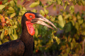 Kaffernhornrabe / Southern ground hornbill / Bucorvus leadbeateri