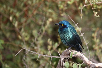 Rotschulter-Glanzstar/ Cape glossy starling or Red-shouldered starling / Lamprotornis nitens