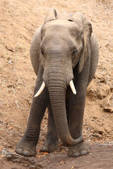 Naklejka premium Afrikanischer Elefant / African elephant / Loxodonta africana