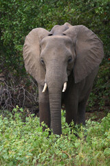 Afrikanischer Elefant / African elephant / Loxodonta africana