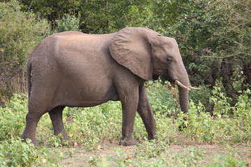 Fototapeta premium Afrikanischer Elefant / African elephant / Loxodonta africana