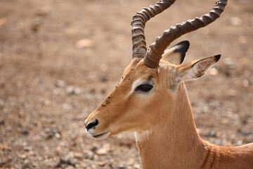 Schwarzfersenantilope / Impala / Aepyceros melampus