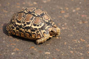 Leopardenschildkröte / Leopard tortoise / Geochelone pardalis