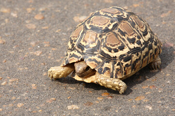 Leopardenschildkröte / Leopard tortoise / Geochelone pardalis