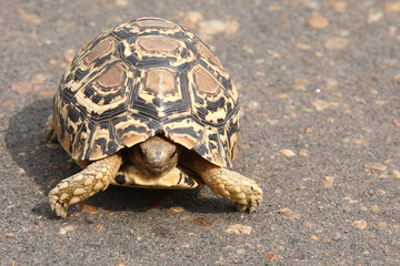 Leopardenschildkröte / Leopard tortoise / Geochelone pardalis