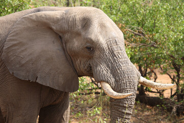 Naklejka premium Afrikanischer Elefant / African elephant / Loxodonta africana..