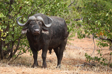 Obraz premium Kaffernbüffel / African buffalo / Syncerus caffer