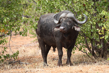 Fototapeta premium Kaffernbüffel / African buffalo / Syncerus caffer