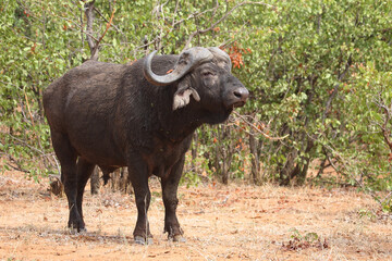 Kaffernbüffel / African buffalo / Syncerus caffer