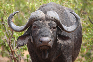 Kaffernbüffel / African buffalo / Syncerus caffer