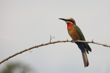 Weißstirnspint / White-fronted bee-eater / Merops bullockoides
