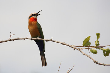 Weißstirnspint / White-fronted bee-eater / Merops bullockoides