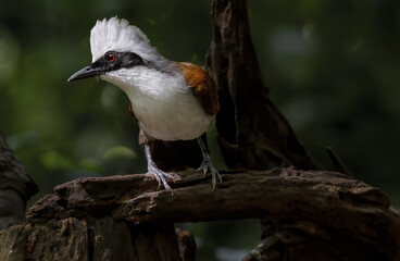 Beautiful White-crested laughingthrush perching on trunk , Thailand