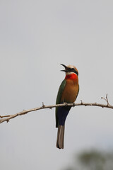 Weißstirnspint / White-fronted bee-eater / Merops bullockoides