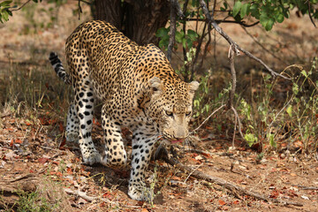 Leopard / Leopard / Panthera pardus.