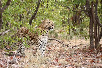 Leopard / Leopard / Panthera pardus.
